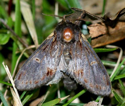 Notodonta dromedarius